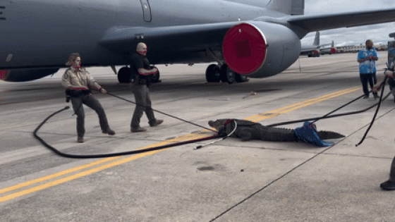 Gator Tackled on the Tarmac of Florida Air Force Base – MASHAHER