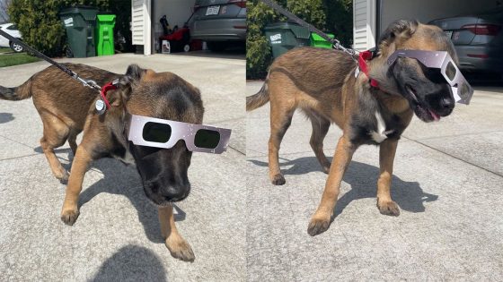 Solar eclipse 2024: Photos of good boys and girls in their protective eyewear – MASHAHER