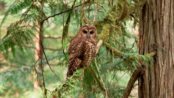 They Shoot Owls in California, Don’t They? – MASHAHER