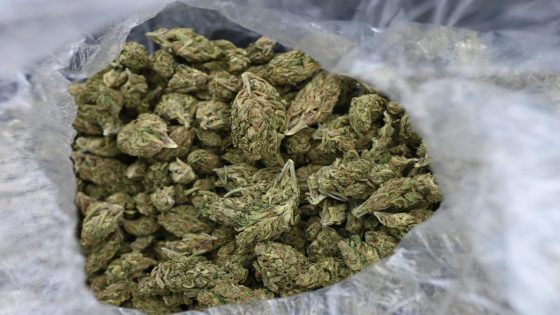 Woman tried to board flight at Memphis Airport with 56 pounds of marijuana: Reports – MASHAHER