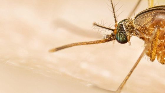 Murray Valley encephalitis virus spreads through northern Western Australia – MASHAHER