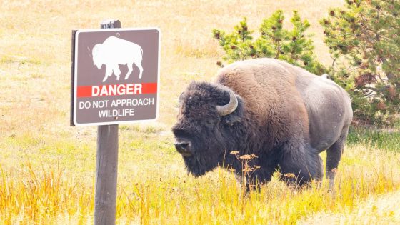 Yellowstone tourist kicks bison in its leg before it turns and injures him, rangers say – MASHAHER