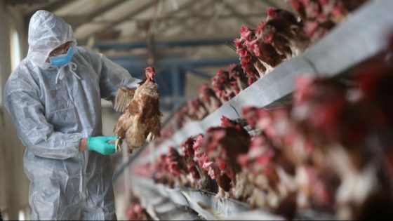 Jharkhand on alert after bird flu outbreak in Ranchi, over 4,000 birds culled – MASHAHER