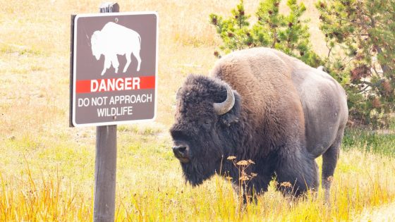 Man injured after kicking bison in the leg while under influence of alcohol at Yellowstone – MASHAHER