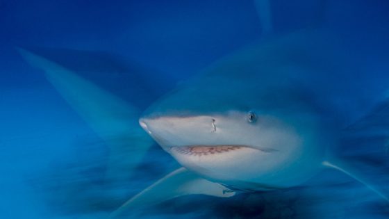 British tourist has hand, thigh severed after being mauled by bull shark in Caribbean – MASHAHER