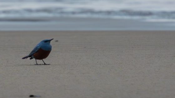 ‘Mega-rare’ bird spotted at Oregon’s Hug Point is first sighting in U.S. history – MASHAHER