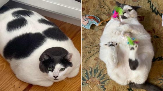 40-Lb. Rescue Cat Patches Down 15 Pounds One Year After His Adoption – See the Transformation! (Exclusive) – MASHAHER