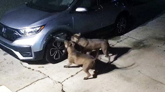 Dogs Cause $3,000 in Car Damage After Trying to Catch Cat – MASHAHER