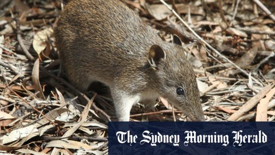 Housing project puts pressure on endangered bandicoot – MASHAHER