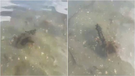 Woman on lunchtime walk spots ‘insanely rare’ sea creature off UK coast, video shows – MASHAHER