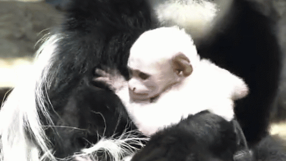 Colobus Monkey Mom Shows Off New Baby at Indiana Zoo – MASHAHER