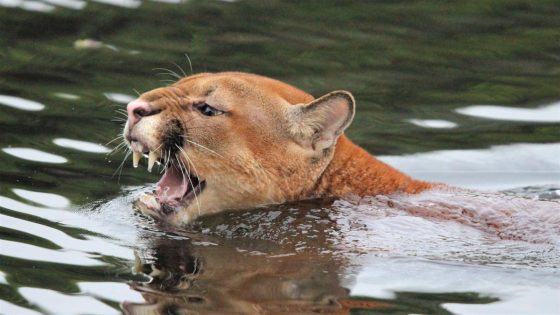 Watch dramatic rescue of two young mountain lions from reservoir release that “likely would have drowned them” – MASHAHER