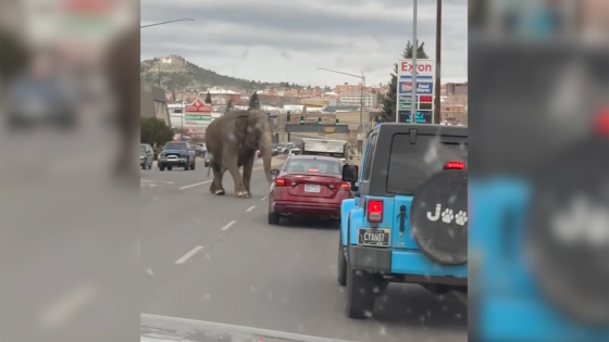 Escaped circus elephant, Viola, stops traffic in Montana city – MASHAHER