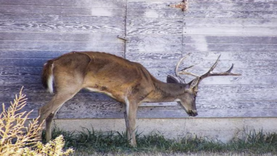 Hunters Die After Consuming CWD-Infected Venison – MASHAHER