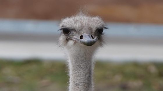 Karen the ostrich dies after grabbing and swallowing a staff member’s keys at Kansas zoo – MASHAHER