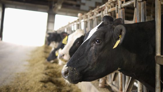 Rare human case of bird flu contracted in Texas following contact with dairy cattle – MASHAHER