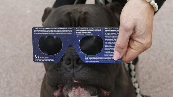 Will the solar eclipse affect animals? Veterinarians share pet safety tips for the 2024 show – MASHAHER