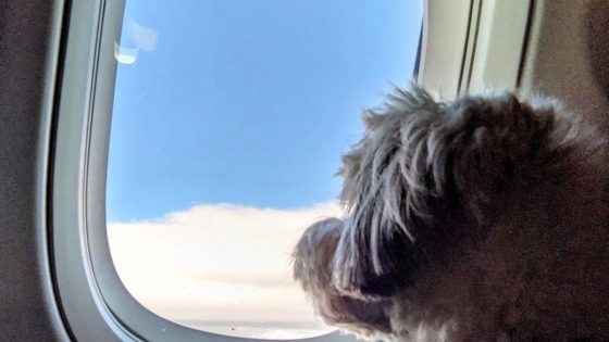 Flying with pets? Here’s what to know. – MASHAHER