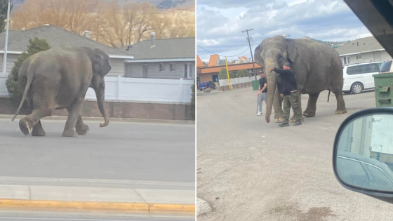 Viola the circus elephant with history of escapes breaks free again in Montana, heads toward casino slots – MASHAHER