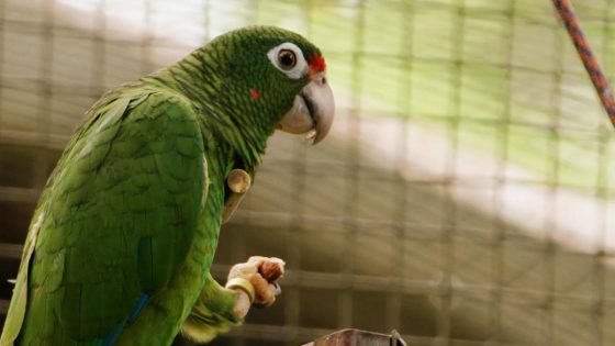 Puerto Rican parrot threatened by more intense, climate-driven hurricanes – MASHAHER