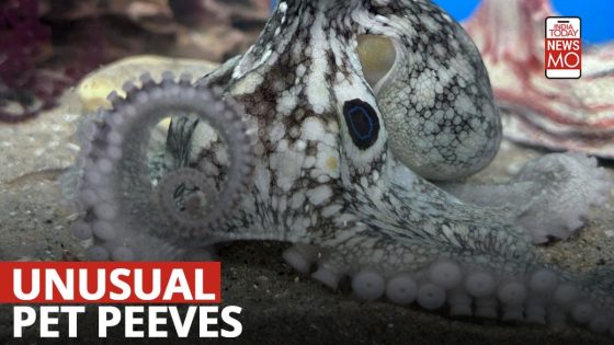 From adopting octopuses to skunks, pets that grab eyeballs – MASHAHER