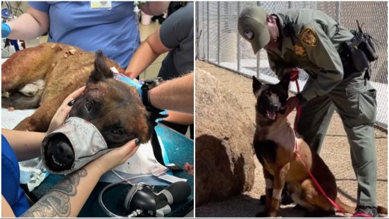 Las Vegas police dog Enzo stabbed on duty, returns home as a hero – MASHAHER