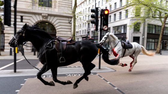 Three horses that got loose and bolted through central London to feature in Trooping the Colour | UK News – MASHAHER