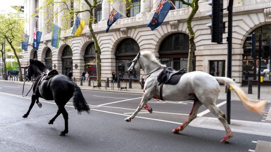 Two horses which bolted through central London in a ‘serious condition’ | UK News – MASHAHER