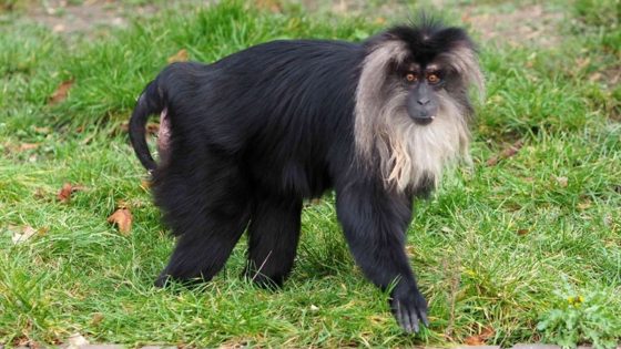 Rare lion-tailed macaque stolen from Leipzig Zoo in Germany | World News – MASHAHER