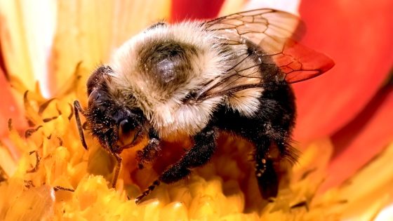 Bumblebee species can survive a week underwater, scientists discover | Science & Tech News – MASHAHER