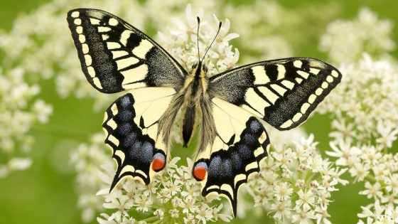 ‘Bug splat’ survey records ‘staggering’ drop in number of insects squashed on cars | Climate News – MASHAHER