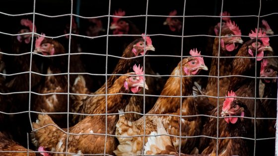 Scotland could be first in UK to ban egg companies from keeping chickens in cages | UK News – MASHAHER