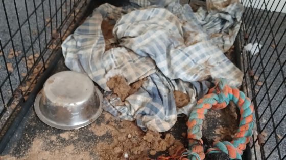 East Ayrshire man jailed for six months after dog abandoned in cage had to be put down | UK News – MASHAHER