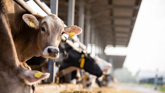 UK cows not being tested for bird flu despite outbreak in US | UK News – MASHAHER