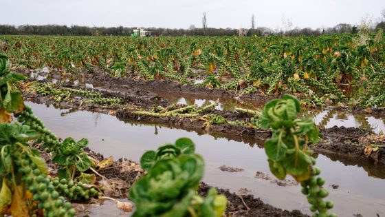 ‘A growing crisis’: Extreme rainfall saturates farms – and may make food pricier | UK News – MASHAHER