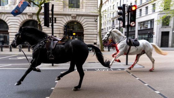 Army provides update on horses that were injured bolting through London | UK News – MASHAHER