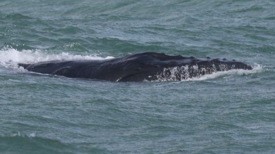 Rarely seen whale rescued after becoming stuck off coast of Cornwall | UK News – MASHAHER