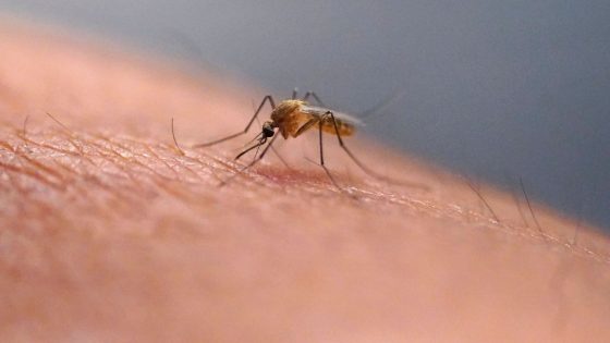 Over half of world’s population could be at risk of mosquito-borne diseases, experts warn | Science & Tech News – MASHAHER