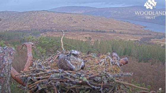 Osprey who rose to fame during lockdown welcomes earliest egg of season | UK News – MASHAHER