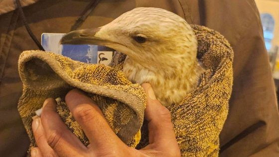 Trespassing bird causes travel chaos at Brighton station | UK News – MASHAHER