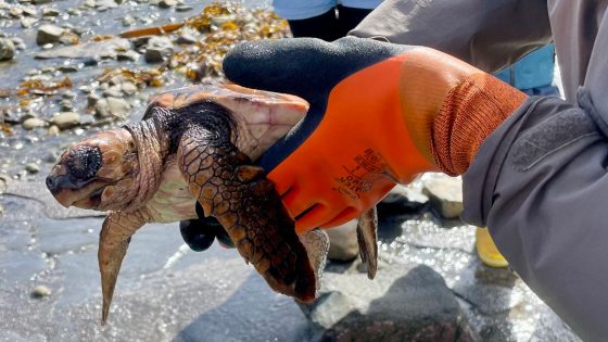 Loggerhead turtles wash up in UK – thousands of miles away from home | UK News – MASHAHER