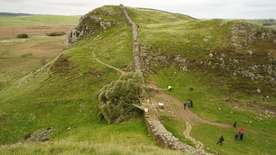 Two men charged over felling of Sycamore Gap tree | UK News – MASHAHER