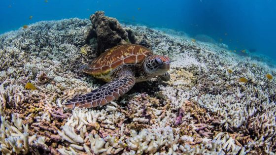 Coral reefs from Australia to Florida in grip of fourth mass bleaching event, scientists say – MASHAHER