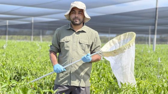 The Australian researcher turning ladybirds into assassins – MASHAHER