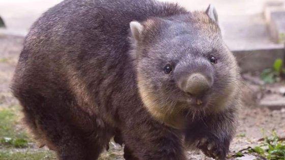 ‘Mr Wine’: Meet Wain, the world’s oldest wombat – MASHAHER