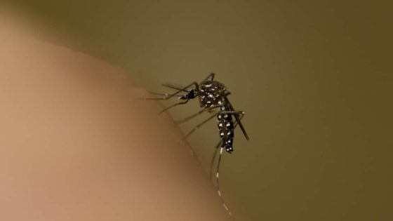 Where Ross River virus cases are rising and how to protect yourself – MASHAHER