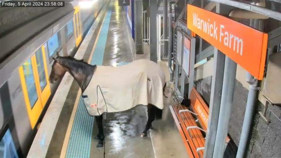 Hoofing around: Curious horse trots onto Sydney train station platform – MASHAHER