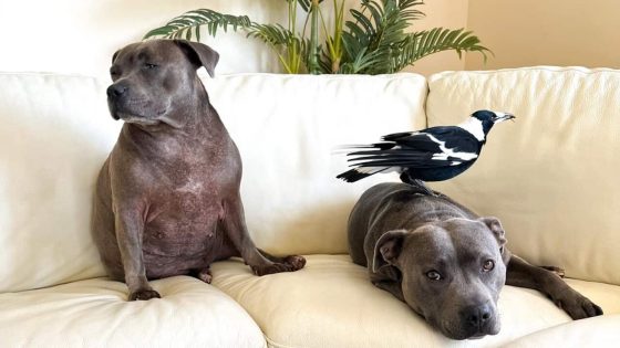 Molly the magpie to be reunited with Peggy the Bull Terrier ‘very soon’ – MASHAHER