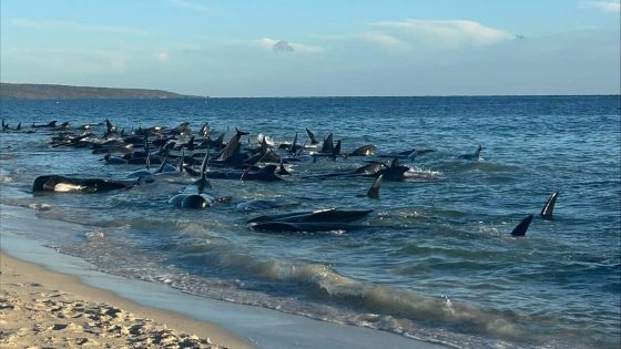 WA pilot whale stranding: Desperate bid to rescue 100 cetaceans – MASHAHER