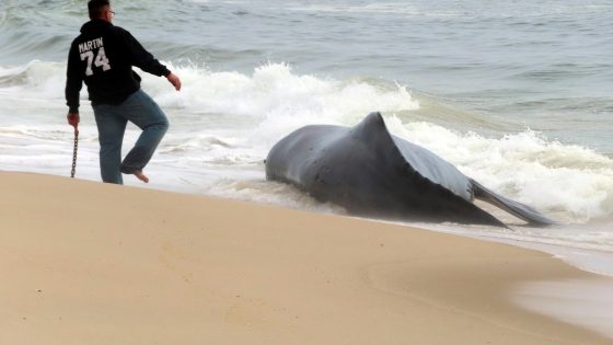 Dead whale on New Jersey’s Long Beach Island is first of the year, stranding group says – MASHAHER